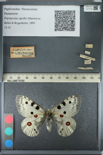 Media type: image;   Entomology 175178